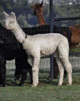 alpaca for sale