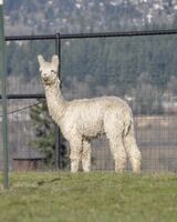 alpaca for sale