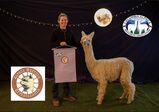 alpaca for sale