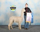 alpaca for sale
