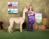 alpaca for sale