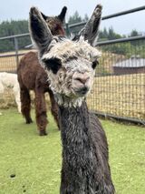 alpaca for sale