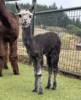 alpaca for sale