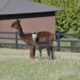 alpaca for sale