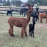 alpaca for sale