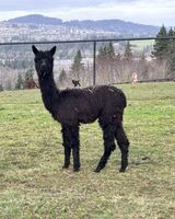 alpaca for sale