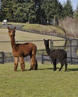 alpaca for sale