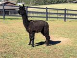 alpaca for sale
