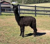 alpaca for sale