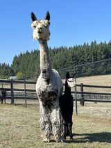 alpaca for sale