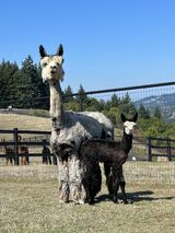 alpaca for sale