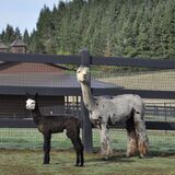 alpaca for sale