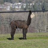 alpaca for sale