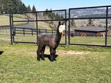 alpaca for sale
