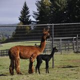 alpaca for sale