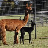 alpaca for sale