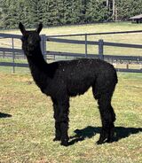 alpaca for sale
