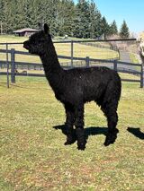 alpaca for sale