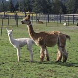 alpaca for sale