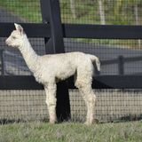 alpaca for sale