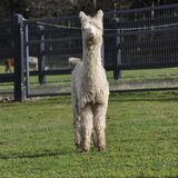 alpaca for sale