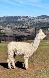 alpaca for sale