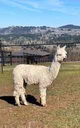 alpaca for sale