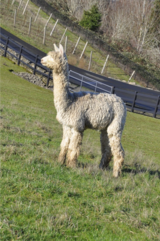 alpaca for sale