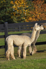 alpaca for sale
