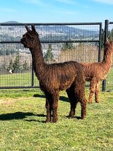 alpaca for sale