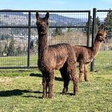 alpaca for sale