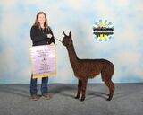 alpaca for sale