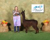 alpaca for sale