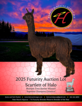 alpaca for sale