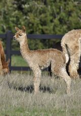 alpaca for sale