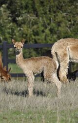 alpaca for sale