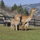 alpaca for sale