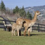 alpaca for sale