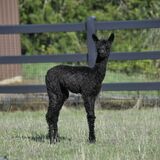 alpaca for sale