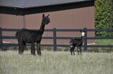 alpaca for sale