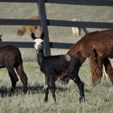 alpaca for sale