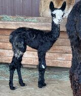 alpaca for sale