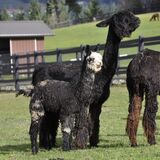 alpaca for sale