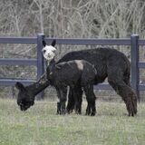 alpaca for sale
