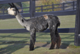 alpaca for sale