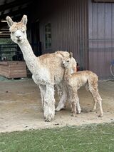 alpaca for sale