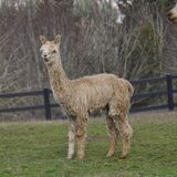 alpaca for sale