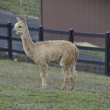 alpaca for sale