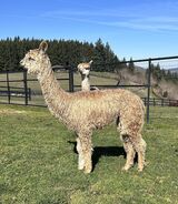 alpaca for sale