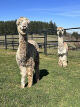 alpaca for sale